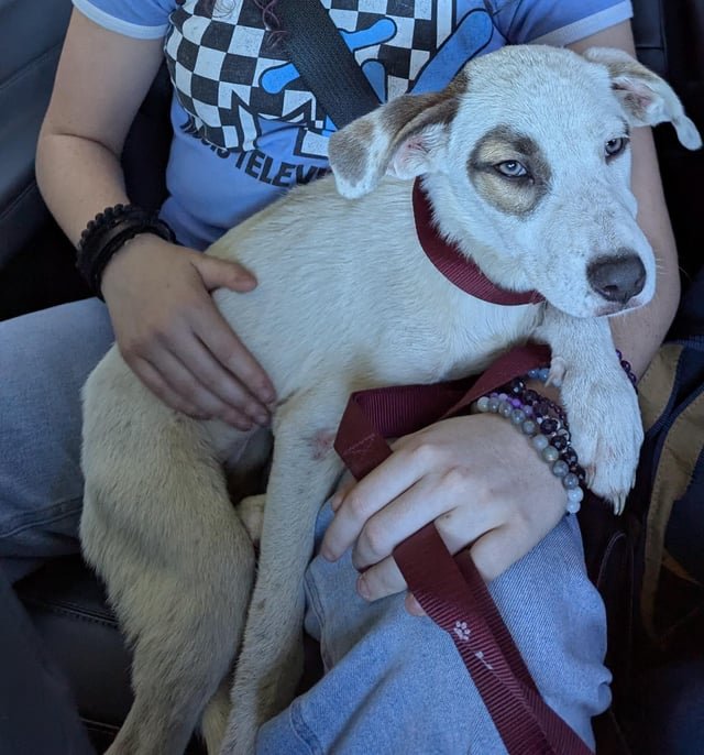 found dog in Jacksonville, Florida