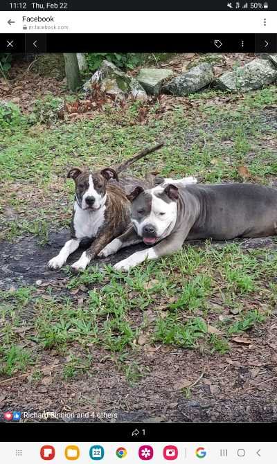 Lost Dog in Plant City — listing photo