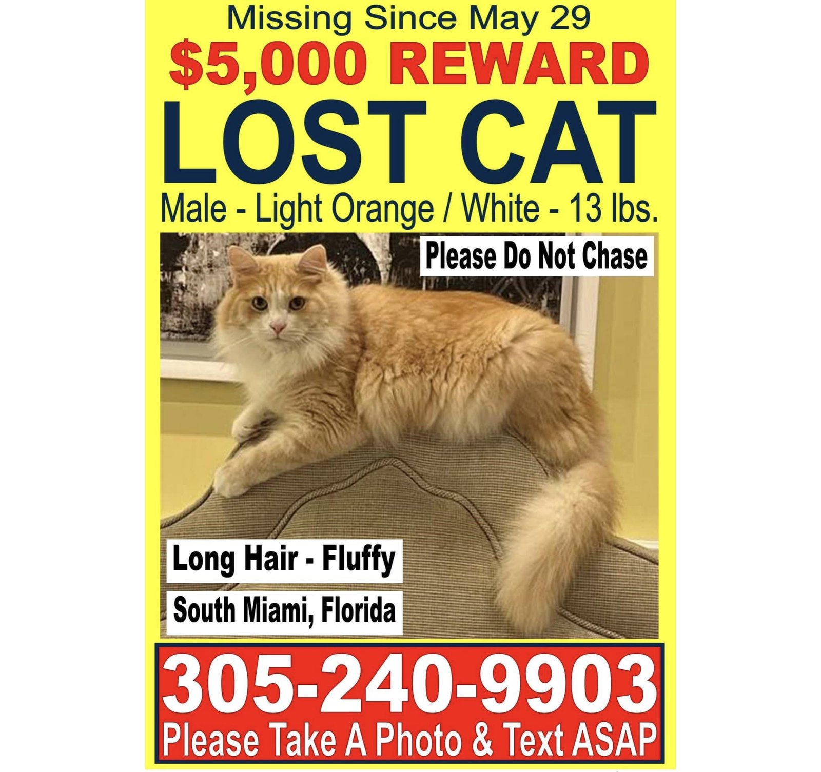 Lost Cat in Miami, Florida — listing photo