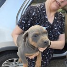 Lost Dog in Fort Worth, Texas — listing photo