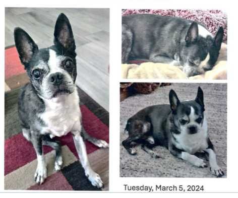 Lost Dog in Surprise, Arizona — listing photo