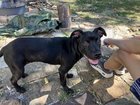Lost Dog in Kansas City, Missouri — Dog found at Armor & Holmes