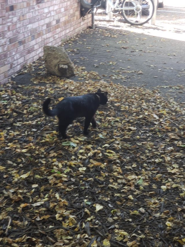 Lost Pet in Minneapolis, Minnesota — listing photo