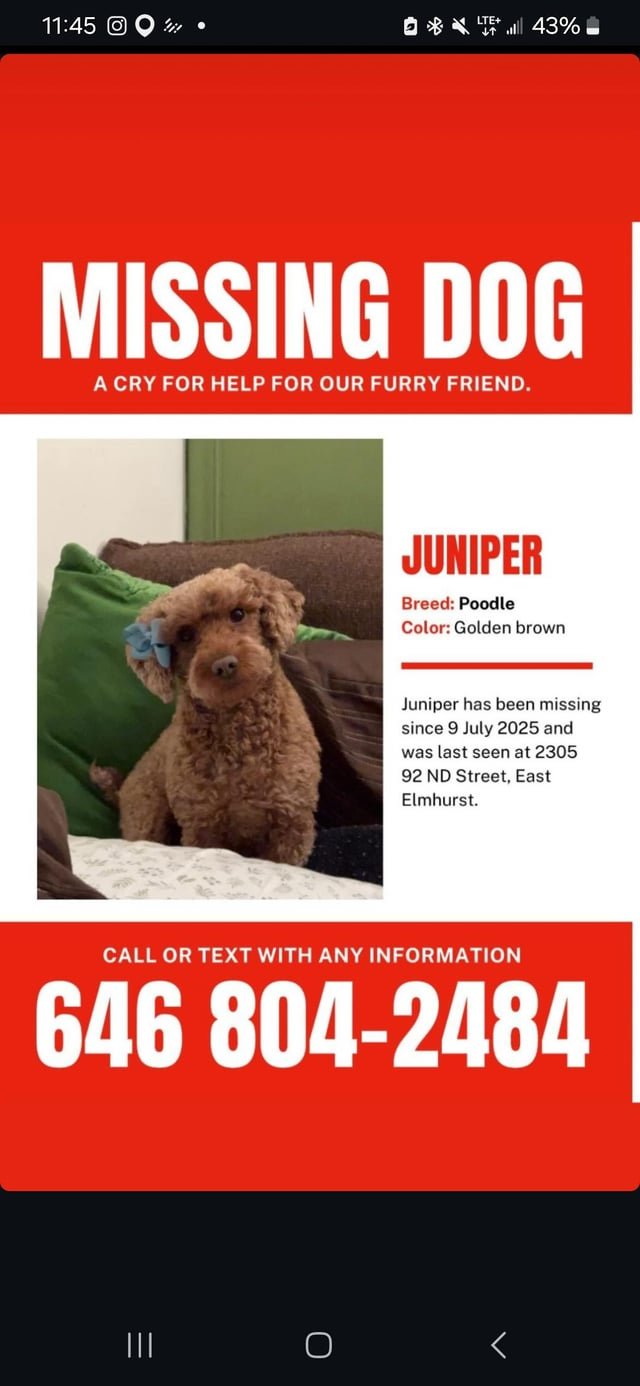 Lost Dog in New York, New York — Freind lost his dog js tryna spread the flyer around do what can