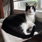lost cat in Austin, Texas