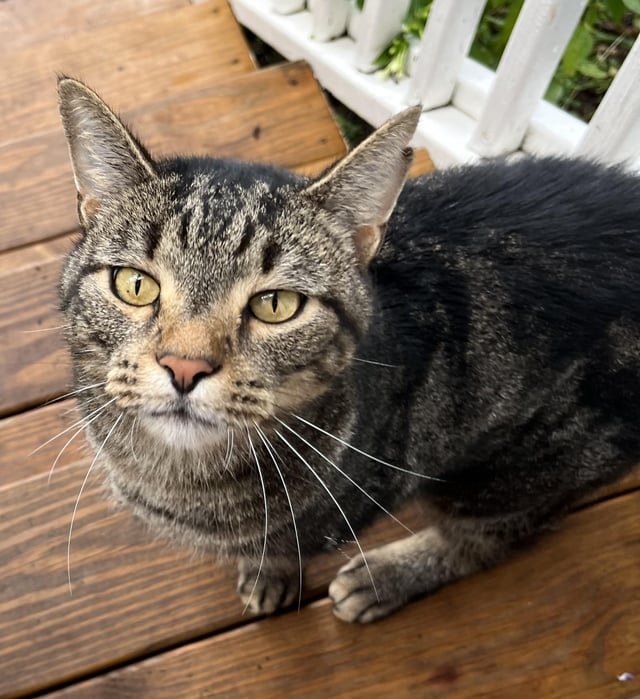 Lost Cat in Charlotte, North Carolina — Stray Cat Advice