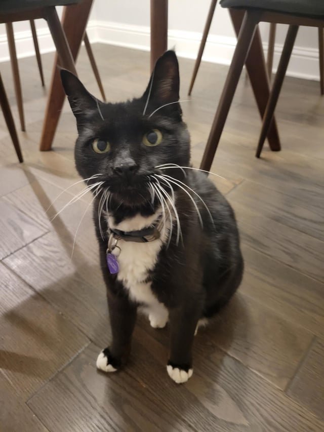 lost cat in Atlanta, Georgia