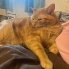 lost cat in Louisville, Kentucky