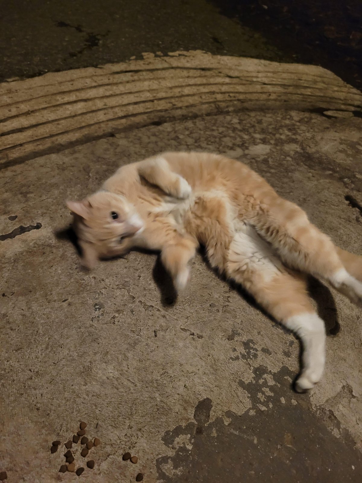 found pet in Pittsburgh, Pennsylvania