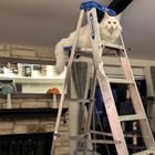 Lost Cat in Round Rock, Texas — listing photo