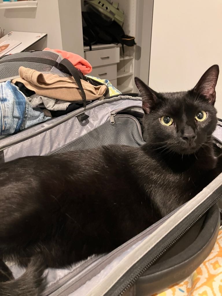Lost Cat in Colorado Springs, Colorado — listing photo
