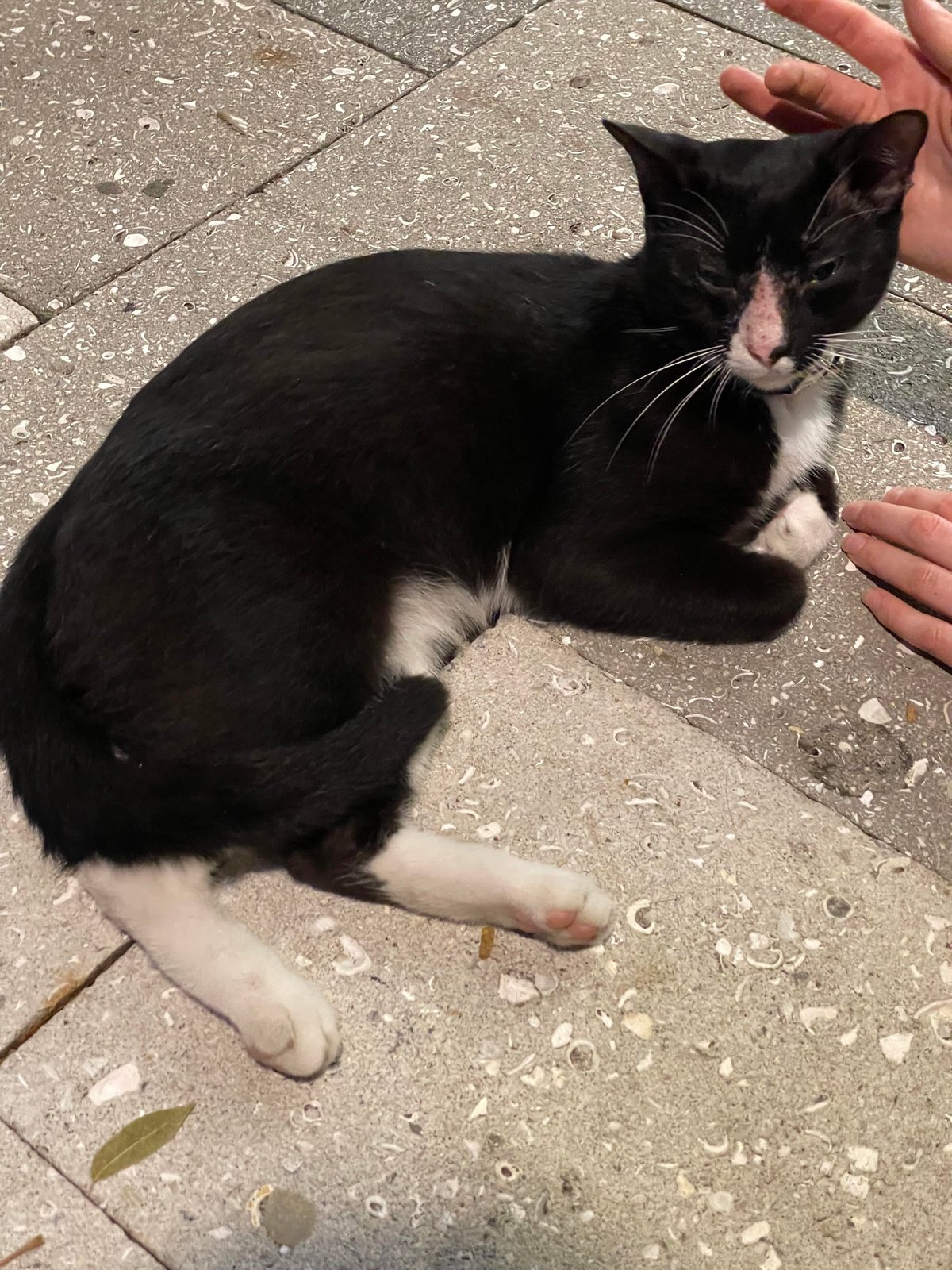 Pet alert in Miami, Florida — listing photo