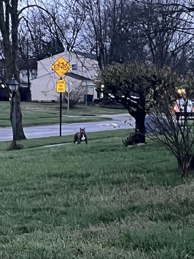 Lost Dog in Columbus, Ohio — listing photo