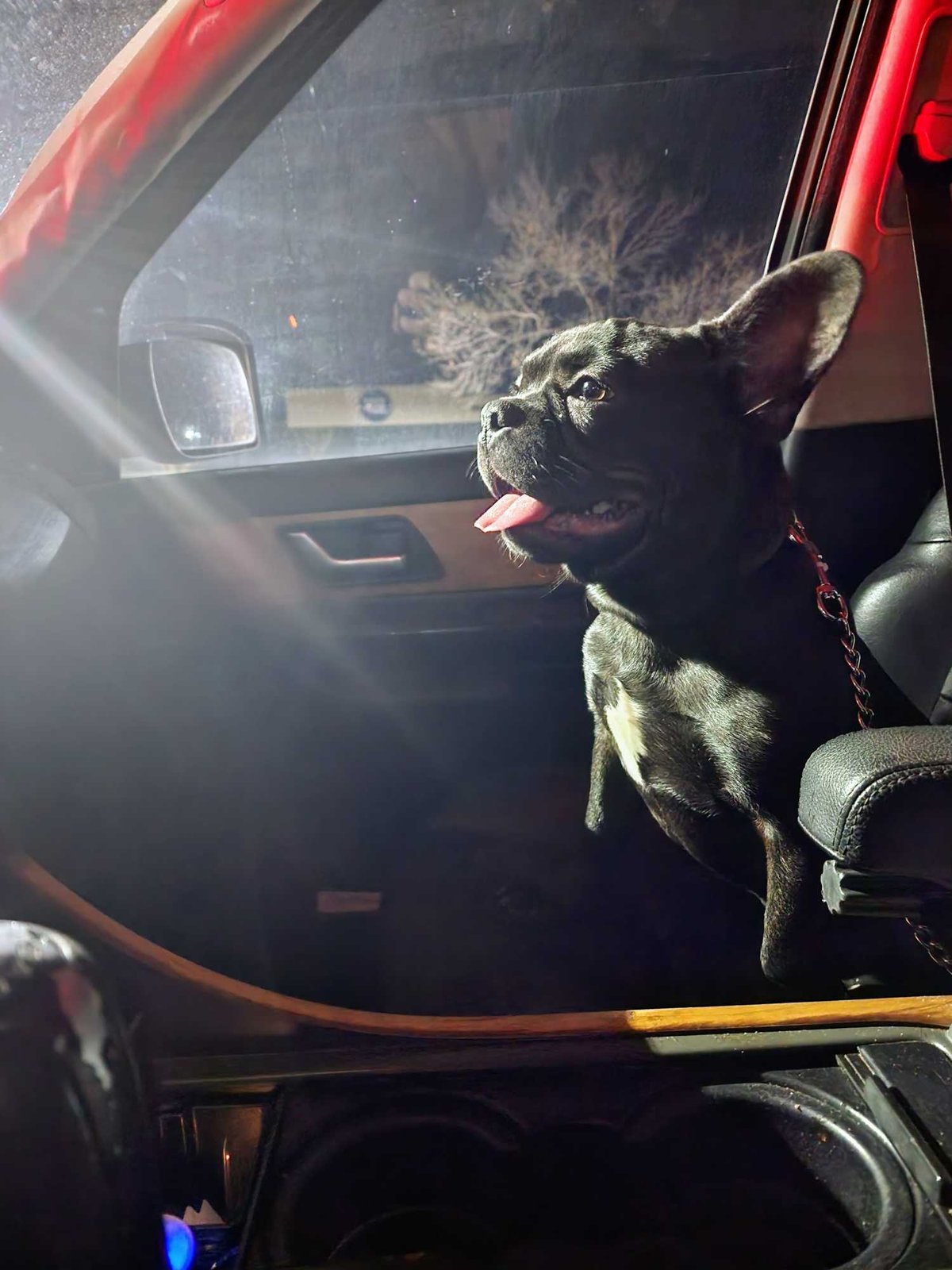 Lost Dog in Sherrelwood — listing photo