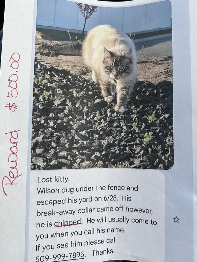 lost cat in Spokane, Washington