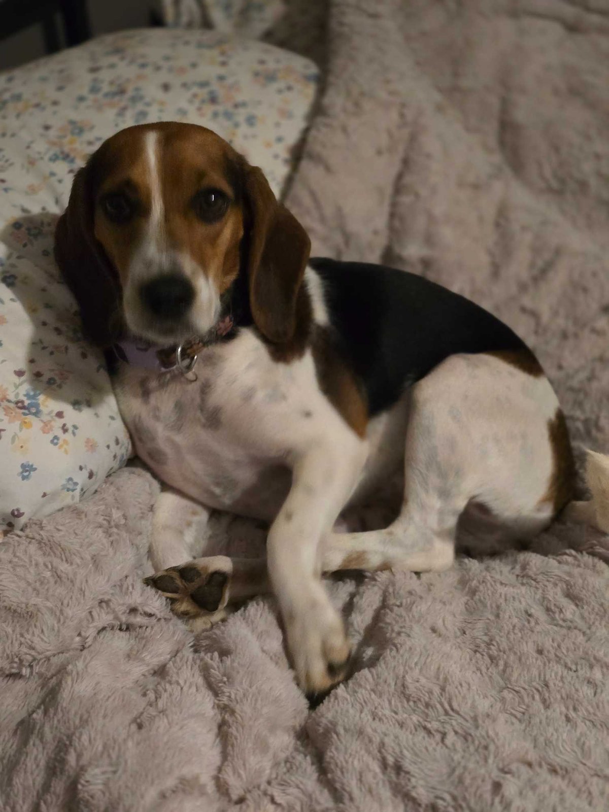 Lost Dog in Anderson, Indiana — listing photo