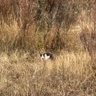 Lost Cat in Denver, Colorado — Anyone missing a grey and white cat?
