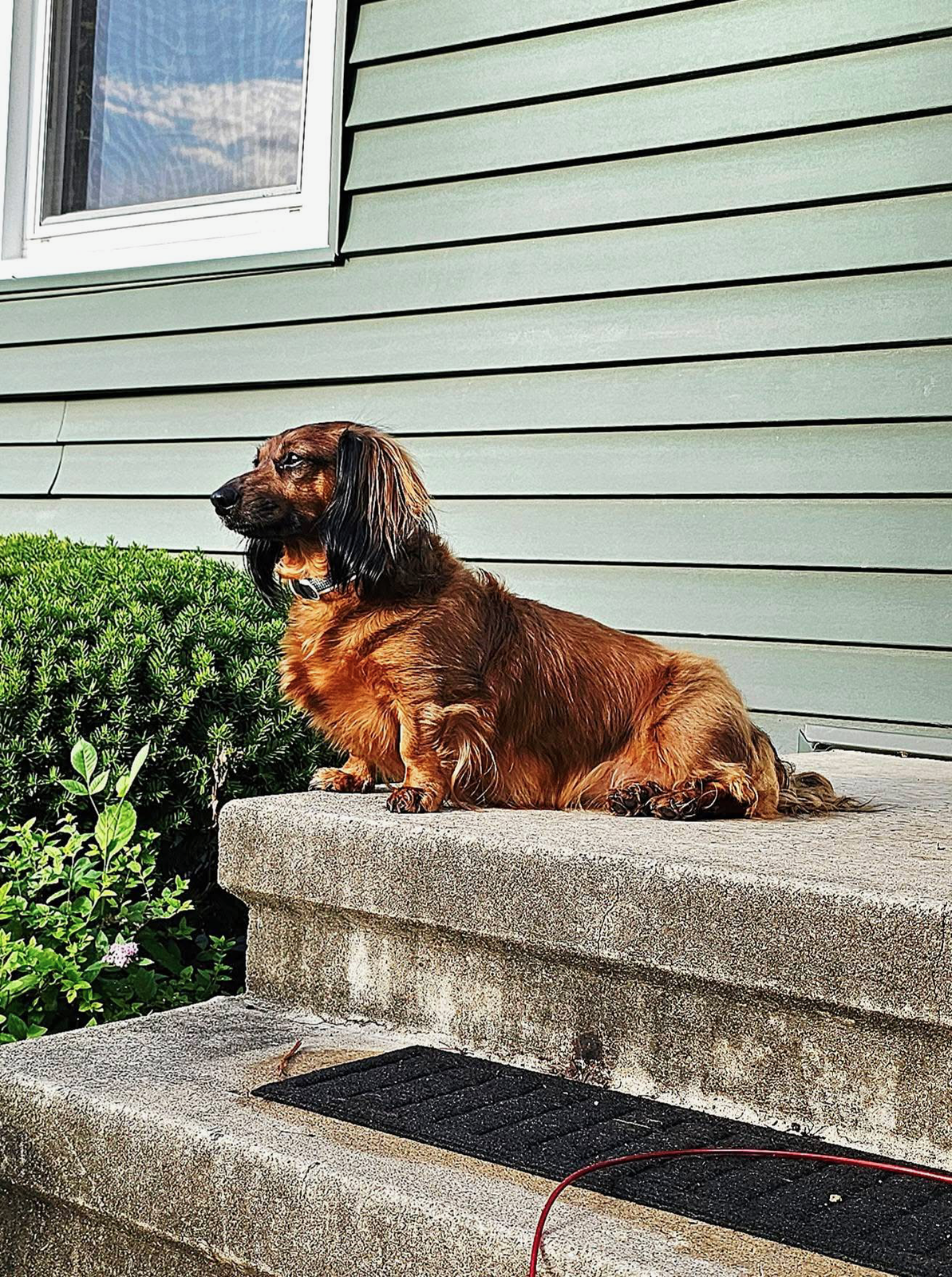 Lost Dog in Cedar Rapids, Iowa — listing photo