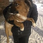 found dog in Chicago, Illinois