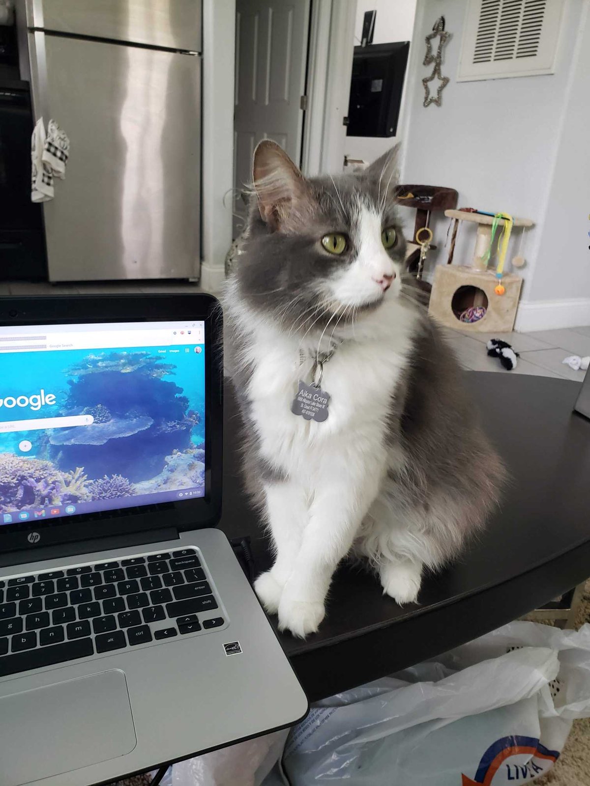 Lost Cat in FL 32148 — listing photo