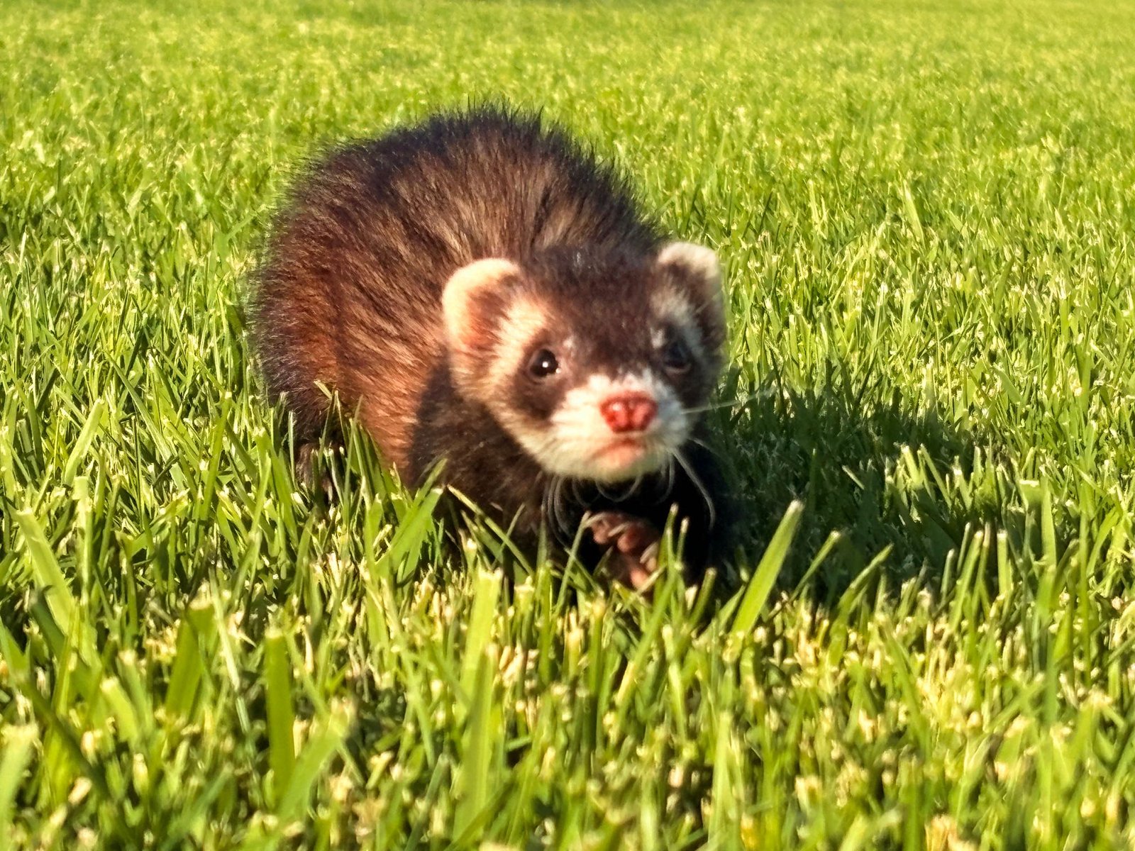 Lost Pet in Reno, Nevada — listing photo