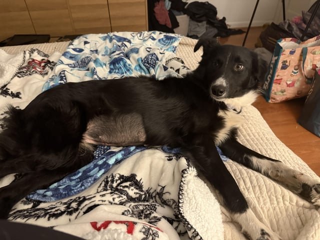 lost dog in Washington, District of Columbia