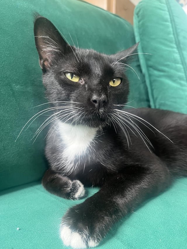 Found Cat in Philadelphia, Pennsylvania — listing photo