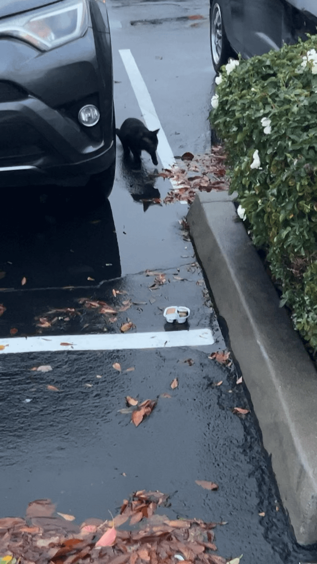 Lost Cat in Sacramento, California — Cat at the target