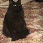 lost cat in Plano, Texas