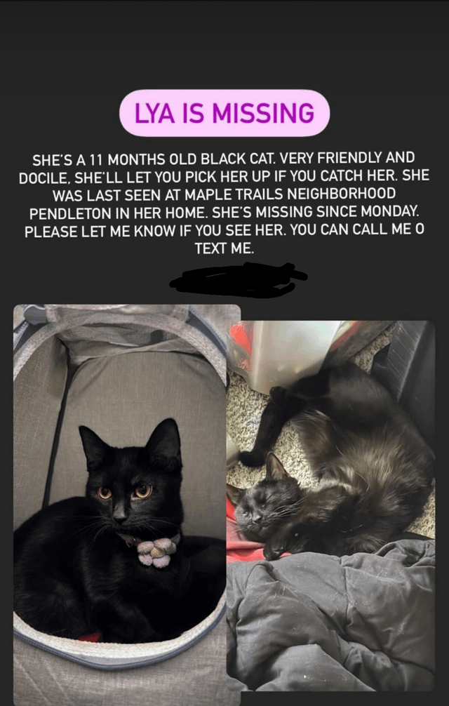 Lost Cat in Indianapolis, Indiana — listing photo