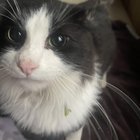 found cat in Milwaukee, Wisconsin