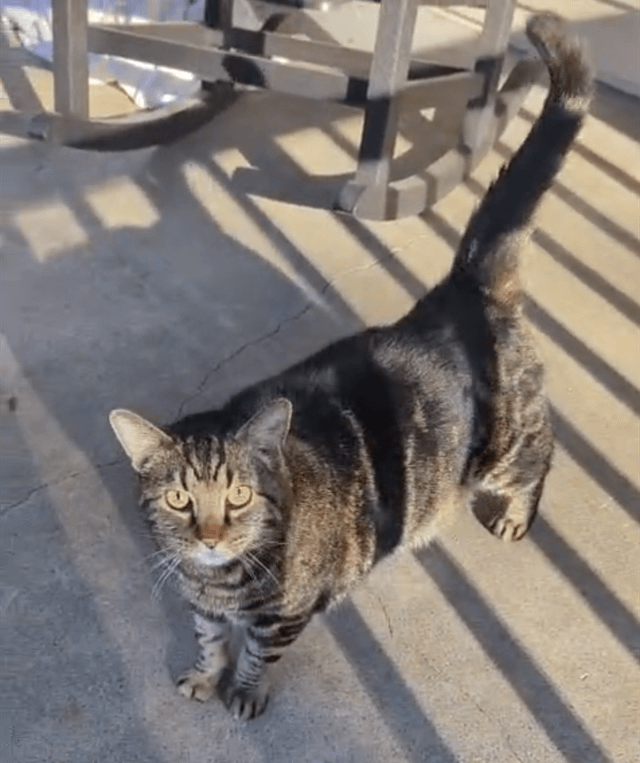 Lost Dog in Spokane, Washington — listing photo