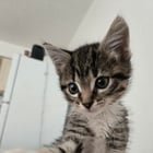 Lost Pet in Albuquerque, New Mexico — listing photo