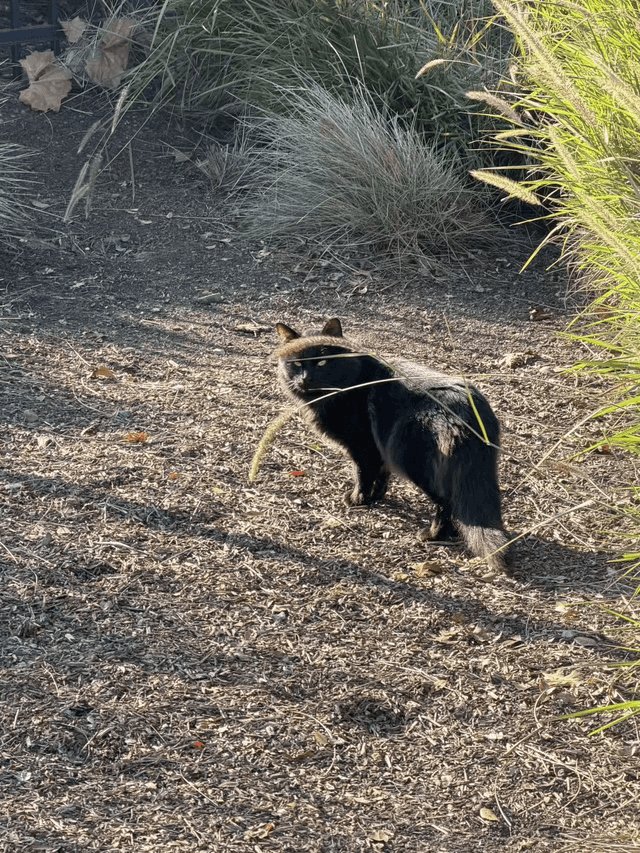 Lost Pet in San Jose, California — listing photo