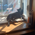 lost cat in Wichita, Kansas