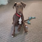 Lost Dog in Fort Worth, Texas — listing photo