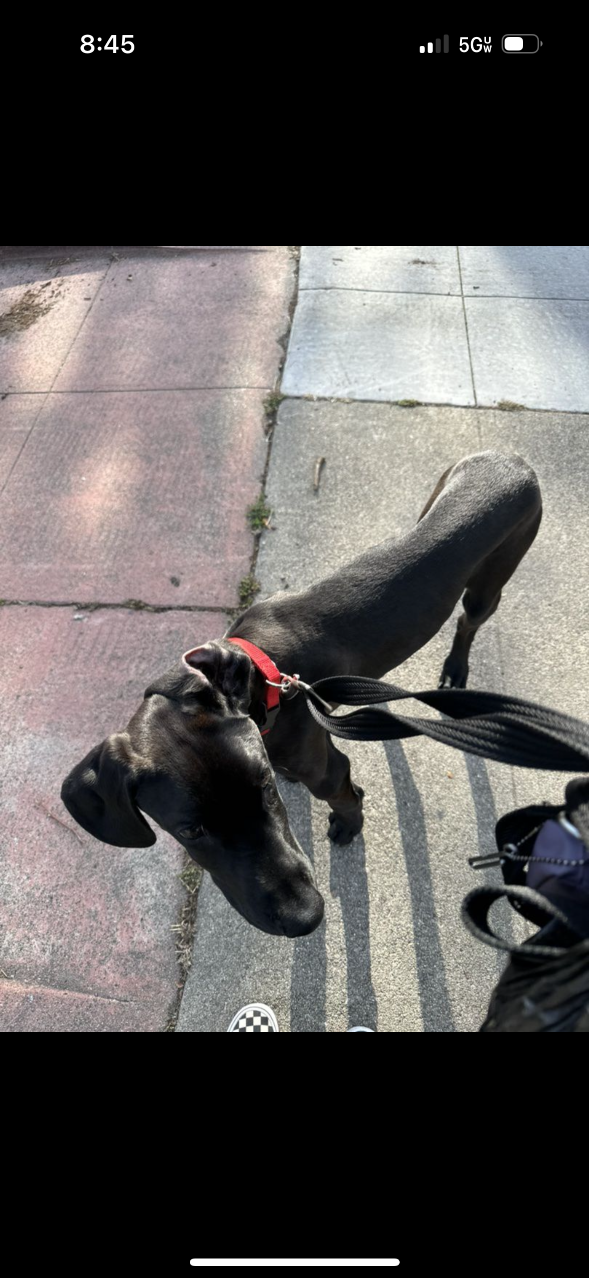 Lost Dog in Oakland, California — listing photo