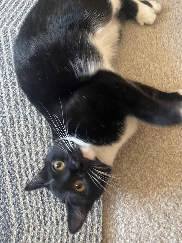 Lost Cat in Logan, Utah — listing photo
