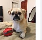 lost dog in San Francisco, California