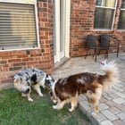 found dog in Plano, Texas