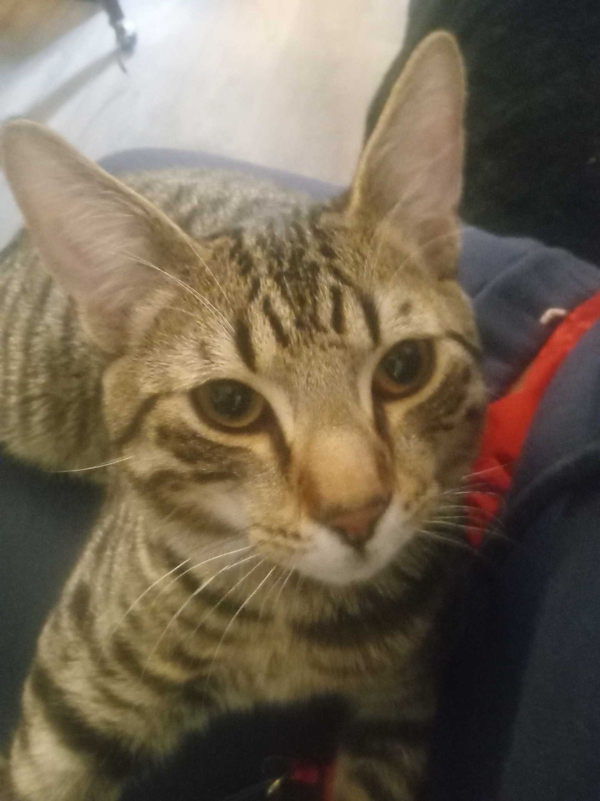 Lost Cat in SeaTac — listing photo