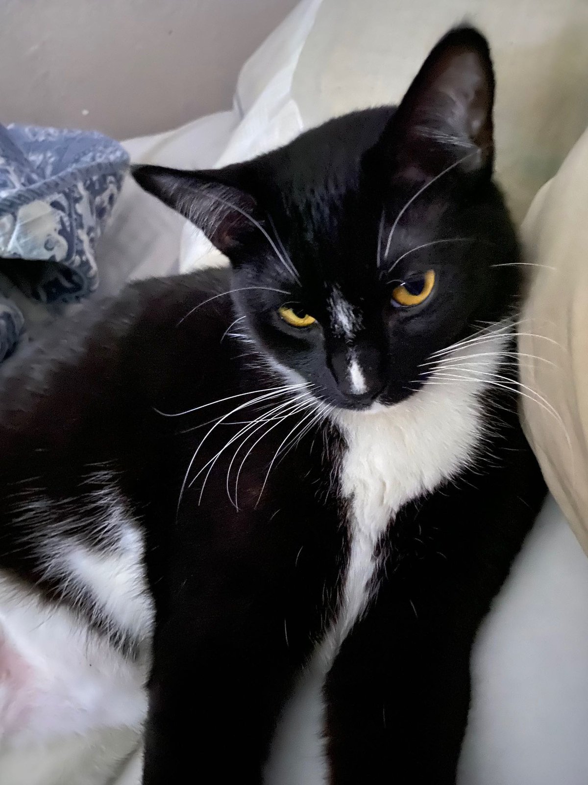 Lost Cat in Sacramento, California — listing photo