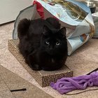 lost cat in Newton, Massachusetts