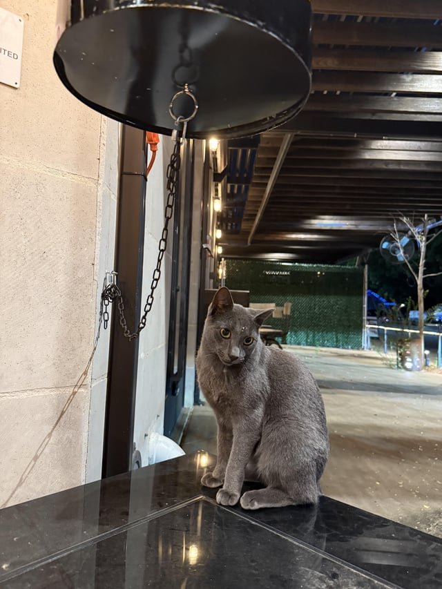 Lost Cat in Greenville, North Carolina — Grey cat spotted at Manpuku Japanese BBQ on Greenville 10/4 at 8:20pm
