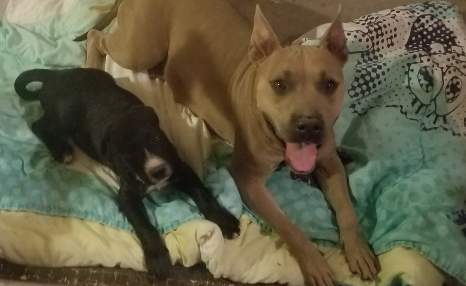 Lost Dog in El Paso, Texas — listing photo