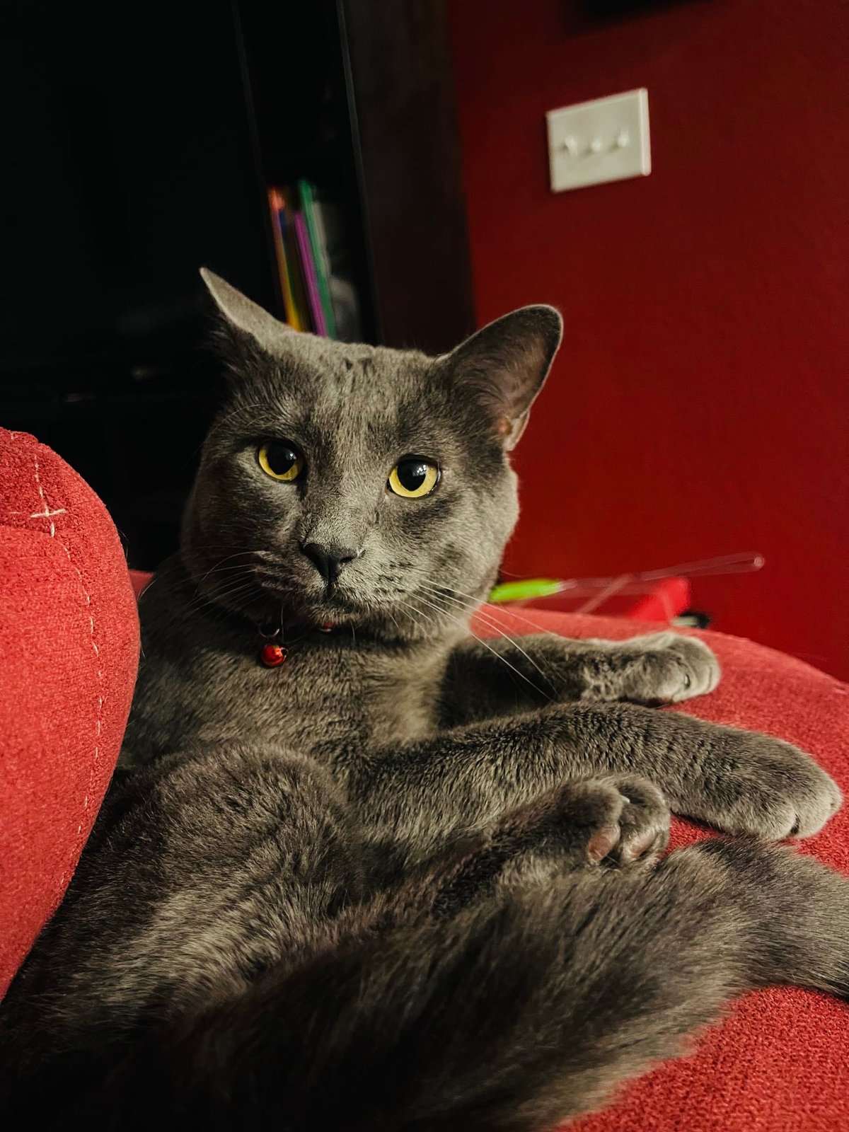 Lost Cat in Bennett — listing photo