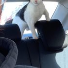 Found Dog in Philadelphia, Pennsylvania — The one-eyed black and white stray, Donovan, is up for adoption!