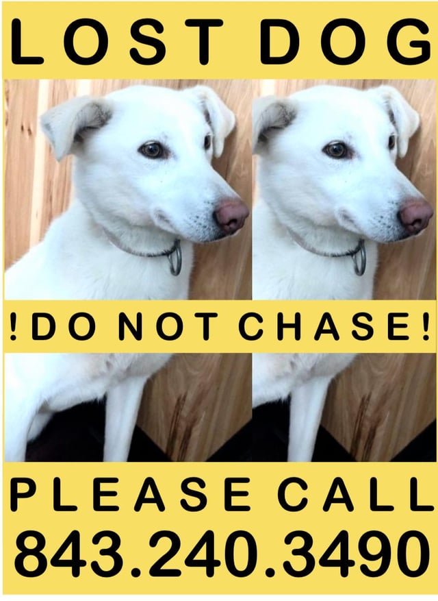 lost dog in Anchorage, Alaska