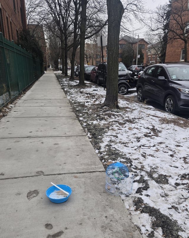 Lost Dog in Chicago, Illinois — Parrot loose on Northside