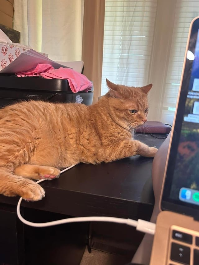 Lost Pet in Kansas City, Kansas — listing photo